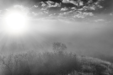 Artistic landscape of a misty forest with sunbeam (BW image)