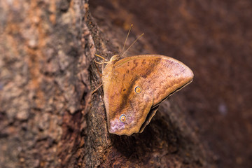 Common Duffer butterfly