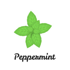 Peppermint color flat icon for web and mobile design