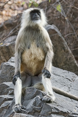 Indien-Langur-01287