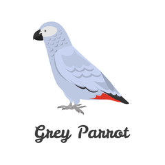 Fototapeta na wymiar Gray parrot color flat icon for web and mobile design