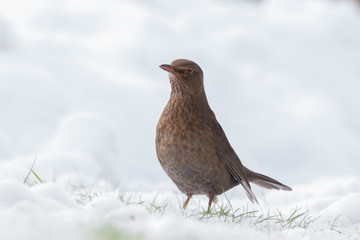 common blackbird
