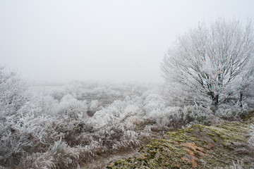 Obraz na płótnie Canvas Campagne givrée, givre, blanc, neige