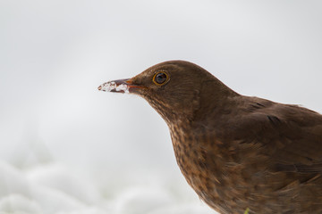 common blackbird