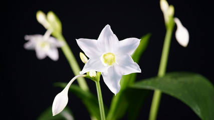 Fototapeta na wymiar White flowers Euharis (Amazon Lily) on a black background