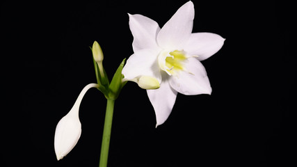 Naklejka na ściany i meble indoor plants: eucharis - Amazon lily, flower and tight buds on a black background