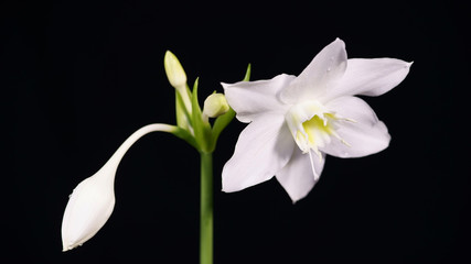 Potted flowers: euharis - Amazon lily on a black background
