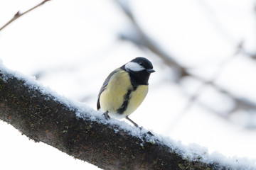 great tit