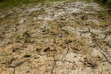 Thai agriculture
