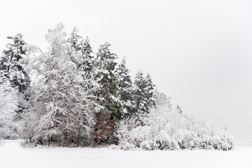 idyllischer Wald im Winter
