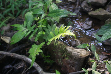 fern in rainforest