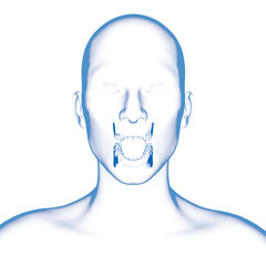 Teeth, Dental Model, Open Mouth
