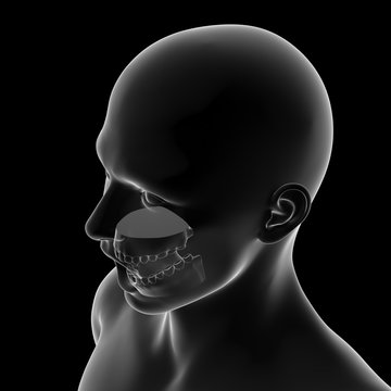 Teeth, Dental Model, Open Mouth