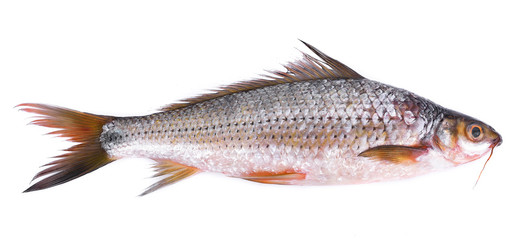 Thai fish definition isolated on white background