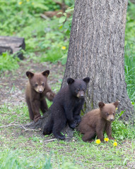 Baby Black bear cubs in Orr Minnesota © Dennis Donohue