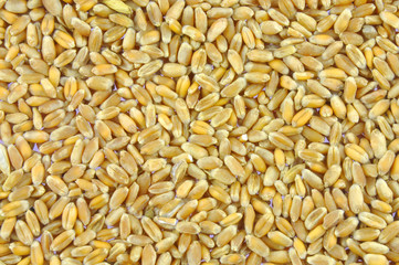 Wheat grains background