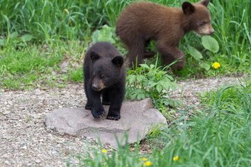 Obraz na płótnie Canvas Baby Black bear cubs in Orr Minnesota