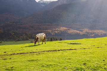 Cows grazing in alpine meadows
