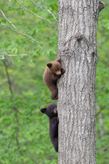 Baby Black bear cubs in Orr Minnesota