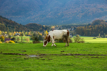 Fototapeta na wymiar Cows grazing in alpine meadows