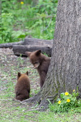 Obraz premium Baby Black bear cubs in Orr Minnesota