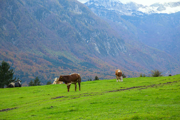 Fototapeta na wymiar Cows grazing in alpine meadows