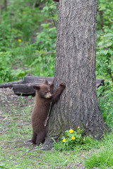 Baby Black bear cubs in Orr Minnesota