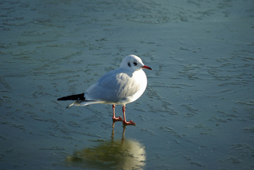 Mouette grise sur la glace en hiver