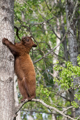 Juvenile Black bear in Orr Minnesota