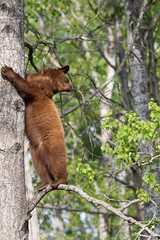 Juvenile Black bear in Orr Minnesota