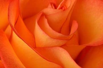 Rose closeup