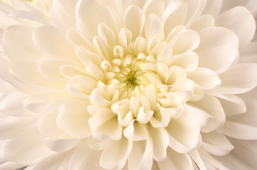 White Chrysanthemum