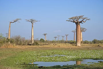 Papier Peint photo autocollant Baobab Baobab, Adansonia grandidieri, allée des baobabs,zone protégée, Morondava, Madagascar