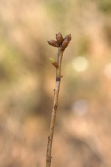 Dieback of shoots azalea