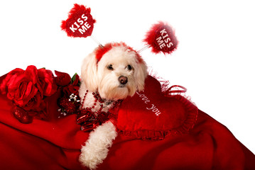 Maltese dog wearing colorful red beads sitting on a white pillow isolated on a white background wearing and a head band that says kiss me with a bouquet of roses . Valentine Dog.
