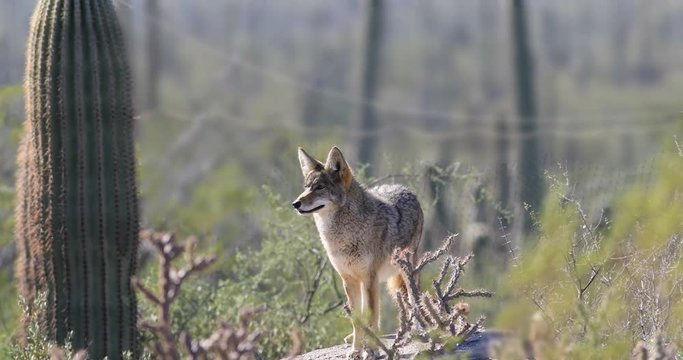 4K UltraHD A Watchful Coyote, anis latrans in the Sonoran Desert