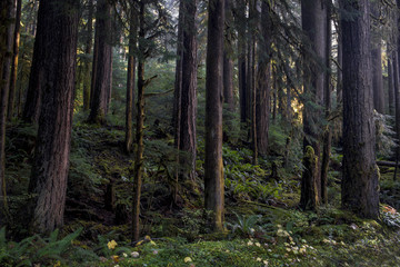 Old growth Douglas Fir forest, Upper Solduc, Olympic National Park, WA