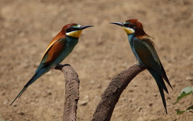European bee-eater