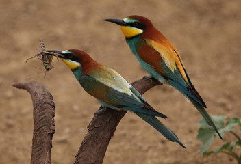 European bee-eater