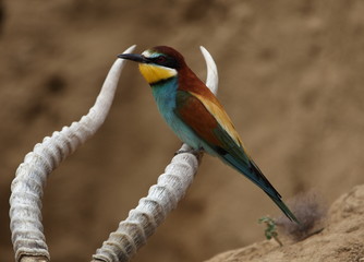 European bee-eater