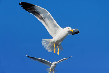 Flying white seagulls in the blue sky close up