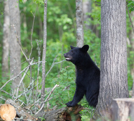 Naklejka na ściany i meble Juvenile Black bear in Orr Minnesota