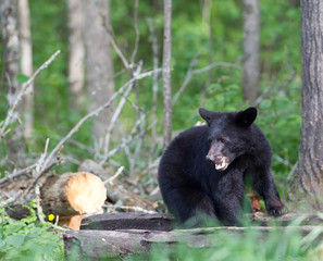 Fototapeta na wymiar Juvenile Black bear in Orr Minnesota