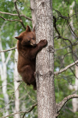 Juvenile Black bear in Orr Minnesota