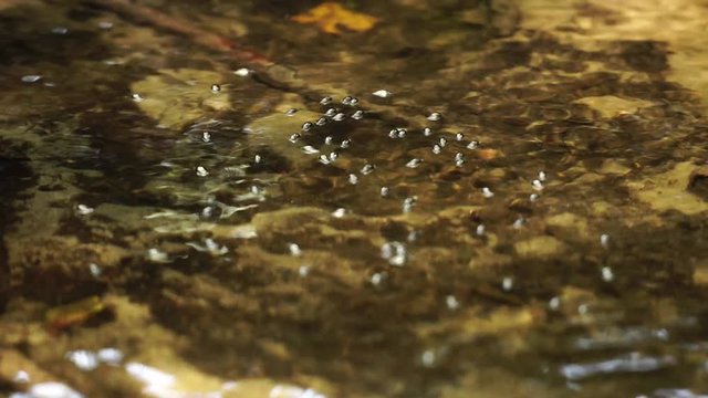 Beetles water strider in a transparent stream. Small insects on the water.