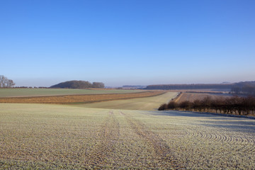 frosty wheat crop and hedgerow