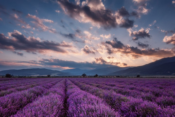 Lavender fields. Beautiful image of lavender field. Summer sunset landscape, contrasting colors. Dark clouds, dramatic sunset.