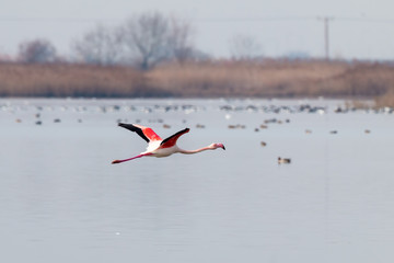 Pink flamingos walking through the water