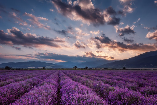 Fototapeta Lavender fields. Beautiful image of lavender field. Summer sunset landscape, contrasting colors. Dark clouds, dramatic sunset.