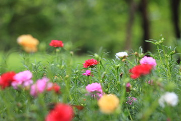 Flowers in garden in the morning